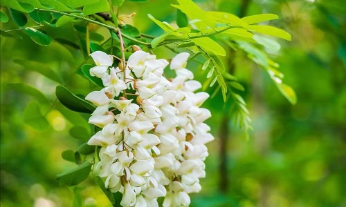 槐花和韭菜能一起吃吗