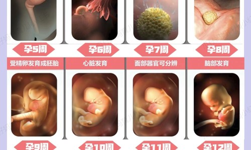生男孩与生女孩孕妇肚子的区别-生男宝宝孕妇肚子照片网 - 网站提供生男孩与生女孩孕妇肚子的区别小常识、生男孩孕肚